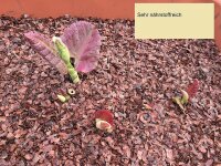 15 kg Bio Kakaoschalen Mulch im Kakaobohnensack